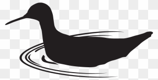 Wilson's Phalarope - All About Birds Clipart