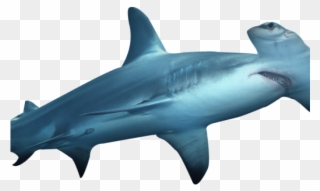 Hammerhead Clipart 3d Shark - Sharks Hammers - Png Download