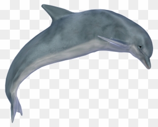 İndir - Dolphin Png Clipart