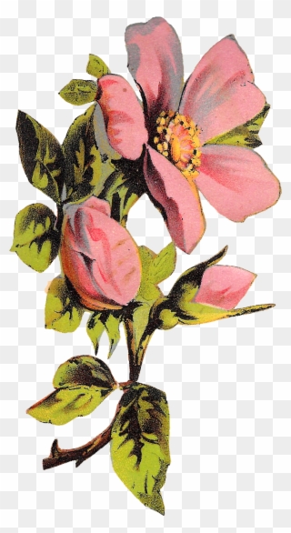 Flower Rose Floral Botanical Art Illustration Clipart - Rose - Png Download