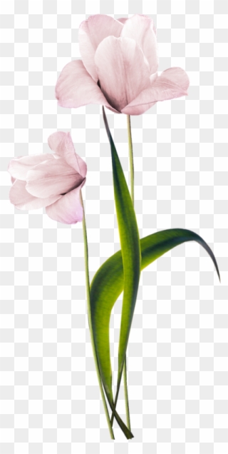 Fleur Floral Backgrounds, Flower Clipart, Pink Love, - Rosas Png Fundo Transparente