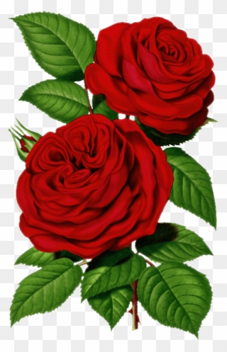 Victorian Red Roses Clipart