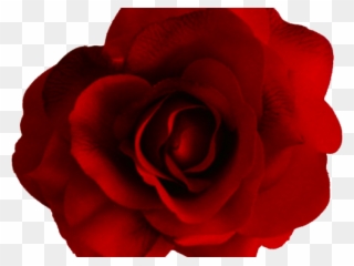 Rose Clipart Transparent Background - Rose For U - Png Download