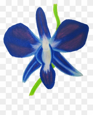 Orchid Clipart Blue Orchid - Moth Orchid - Png Download