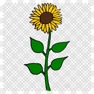 Sunflower Clip Art Clipart Common Sunflower Clip Art - Tall Flower Clip Art - Png Download