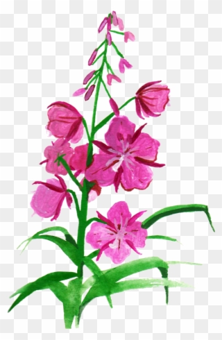 Vector Free Download Botanical Illustration Flower - Fireweed Drawing Clipart