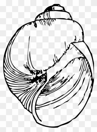 Snail Shell Drawing - Line Drawing Of A Shell Clipart
