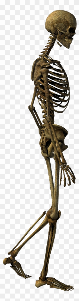 Transparent Human Bone Clip Art Walking Transprent - Skeleton Walking Png