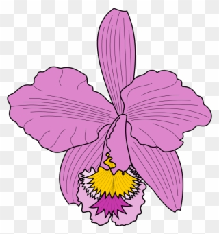 Petal Clipart Cattleya Orchids Moth Orchids - Cattleya Trianae Png Transparent Png