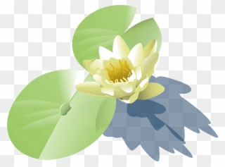 Lily Lotus Water Lily - Water Plant Vector Png Clipart