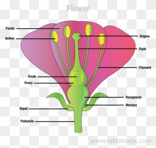Parts Of Plants - Plants Clipart