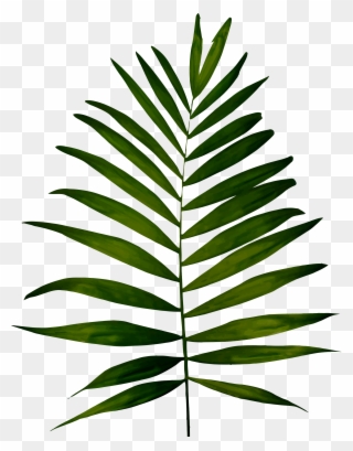 Big Image - Fern Images Clip Art - Png Download