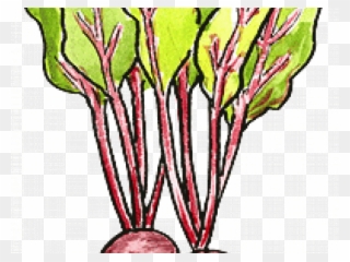 Beetroot Clipart Vegetable Plant - Rosa Glauca - Png Download