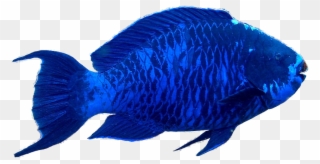 The Parrotfish On Emaze - Parrot Fish Transparent Background Clipart