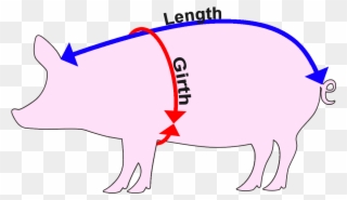 How To Measure A Pig - Pig Weight Calculator Clipart