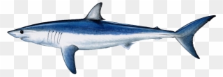 Clip Art Free Common Name Shortfin Mako Shark Aka Bonito - Shark Fish - Png Download