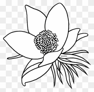 American Pasque Flower Drawing Clipart Floral Design - Lotus - Png Download