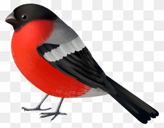 Red Black Bird Png Clip Art 2560 Of A - Red Bird Png Transparent Png