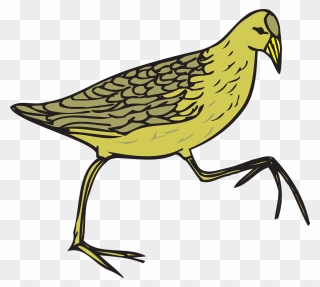 Bird, Wings, Feathers, Species, Moorhen - Cartoon Feathers On Bird Clipart