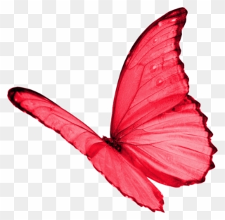 Papillon Clipart Red Butterfly - Butterflies Transparent Red - Png Download