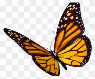 Monarch Butterfly Clipart Viceroy Butterfly - Transparent Background Monarch Butterfly Clipart - Png Download