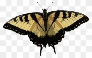 Butterfly Wallpaper Clip Art Papilio Glaucus Clip Art - Beautiful Butterflies - Png Download