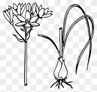 Lotus Flower Line Drawing 25, Buy Clip Art - Onion Plant Line Art - Png Download