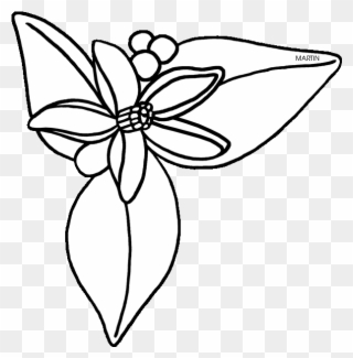 United States Clip Art By Phillip Martin, Florida State - Orange Blossom Flower Drawing - Png Download