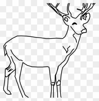 White Tailed Deer Clip Art Whitetail Deer Clip Art - Deer Drawing Black And White - Png Download