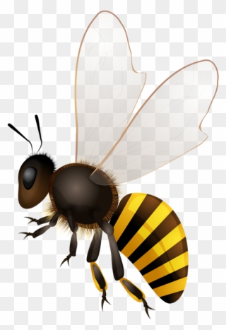 Clip Download Abeilles Abeja Abelha Png Bees Pinterest - Bee Stock Transparent Png
