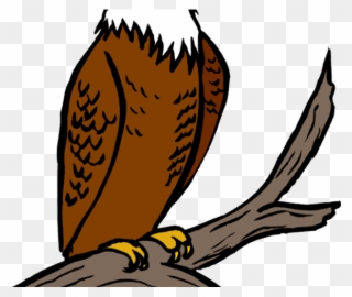 Bald Eagle Clipart Carnivore - Eagle On Tree Clipart Png Transparent Png