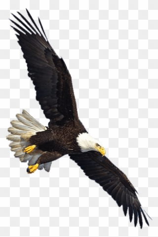 Us Eagle Flying - Eagle Flying Png Clipart