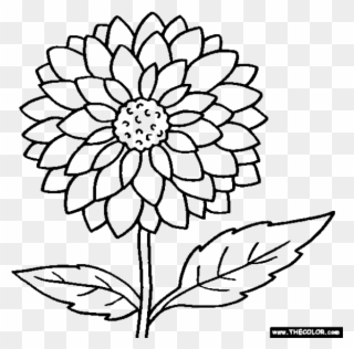 Clipart Flowers Coloring - Outline Images Of Marigold - Png Download