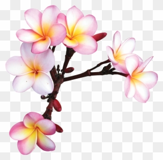 Plumeria Clipart Sticker - Çiçekler Png Transparent Png