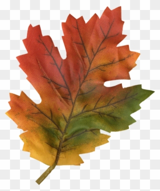 Hakan Sobaci Adlı Kullanıcının Yapraklar, Sonbahar - Maple Leaf Clipart