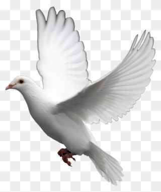 Pigeon Clipart In Flight - Transparent Dove - Png Download