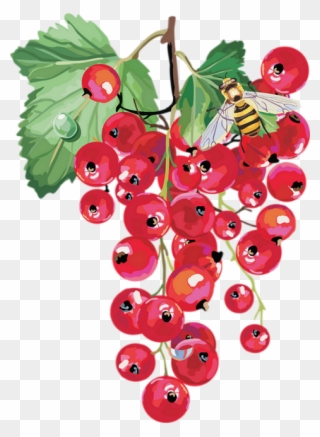 Dibujos De Frutos Silvestres Clipart