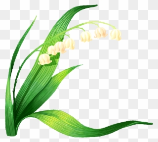 Muguet - Lily Of The Valley Vector Clipart