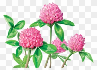Clover Flower Png - Alvita Red Clover Tea Clipart