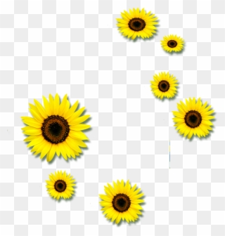 Common Sunflower Euclidean Vector Clip Art - Sunflower - Png Download