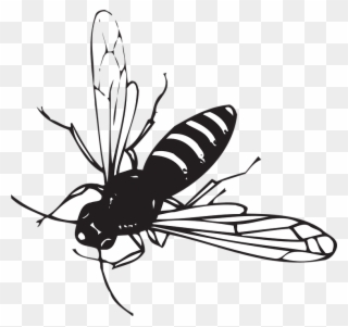 Small Striped Black Bug With Wings Clipart