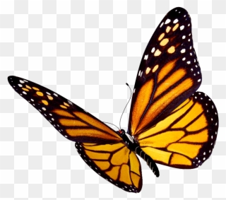 Transparent Background Monarch Butterfly Clipart - Png Download