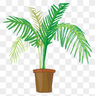 Indoor Potted Plants - Palm Tree Plant Clipart - Png Download