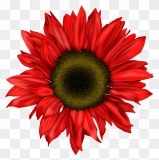 0 57195 364c092f Orig - Red Gerbera Flower Clipart