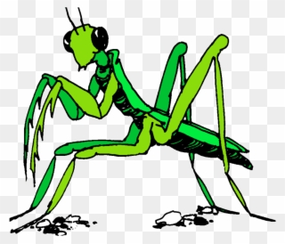 Praying Mantis Clipart Stick Insect - Transparent Praying Mantis Clipart - Png Download