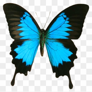 Blue And Black Butterfly Clipart - Papilio Ulysses - Png Download