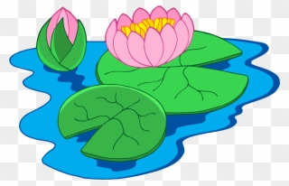 Nymphaea Alba Clip Art - Clip Art Of Water Lily - Png Download