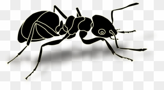 Ant Png 11, Buy Clip Art - Ant Logo Transparent