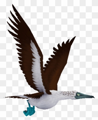 Flying Booby - Gull Clipart