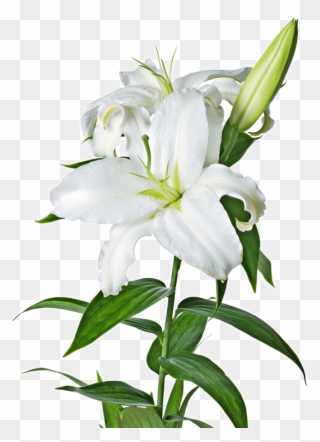 Easter Lily Garland Png Picture Free - Transparent White Lily Png Clipart